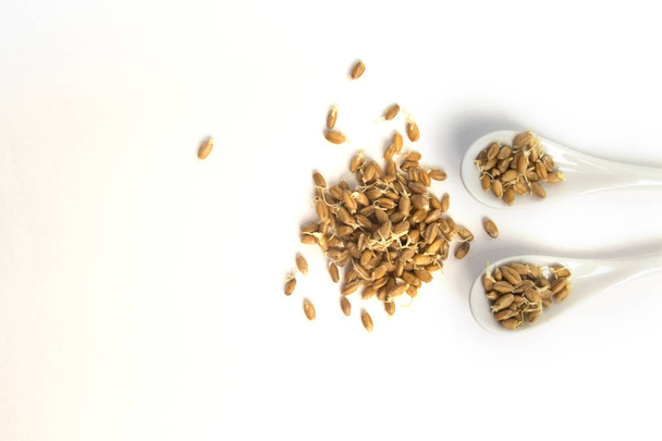 Sprouted wheat on a light background. toned - Foto, afbeelding