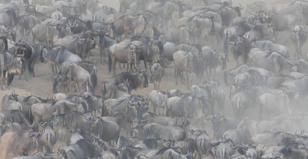 Great Wildebeests Migration. Picture of wildlife.  - Zdjęcie, obraz