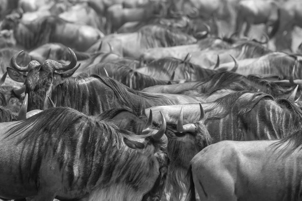 Picture of wildlife. Great Wildebeests Migration.  - Foto, afbeelding