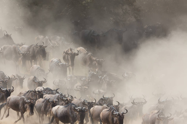 Picture of wildlife. Great Wildebeests Migration.  - Foto, Imagem