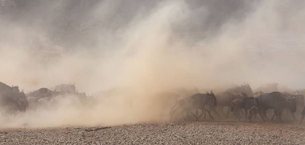 Picture of wildlife. Great Wildebeests Migration.  - Fotoğraf, Görsel