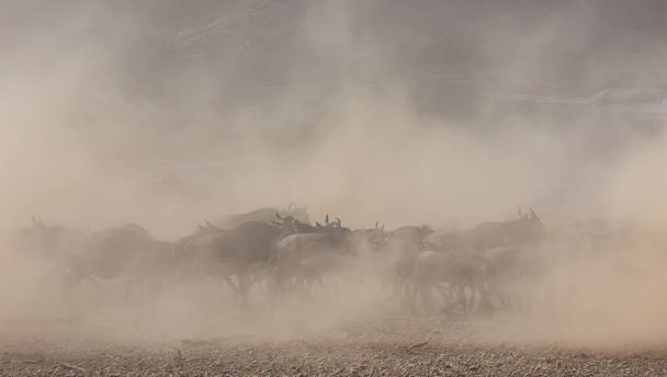 Picture of wildlife. Great Wildebeests Migration.  - 写真・画像