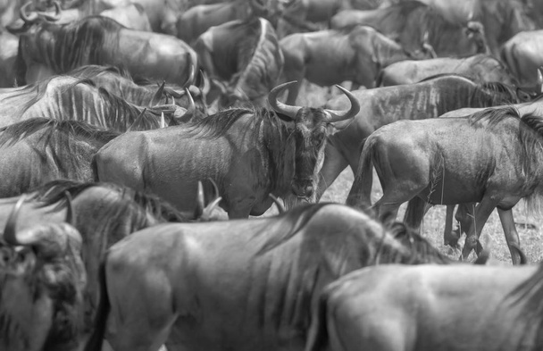 Picture of wildlife. Great Wildebeests Migration.  - Φωτογραφία, εικόνα