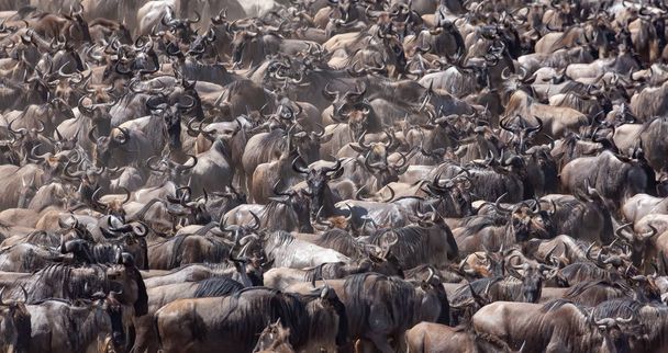 Picture of wildlife. Great Wildebeests Migration.  - Foto, afbeelding