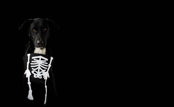 Banier van de zwarte en griezelige hond gekleed met een Halloween kostuum van de schedel. Geïsoleerd tegen de donkere achtergrond met kopie ruimte. Horizontale Shot - Foto, afbeelding