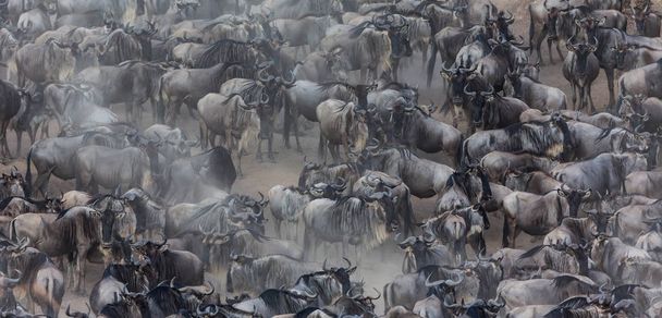 Great Wildebeests Migration. Picture of wildlife.  - Foto, Imagem