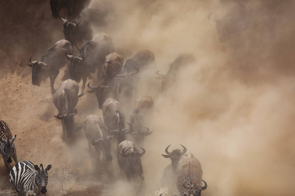 Great Wildebeests Migration. picture of wildlife. Africa - 写真・画像