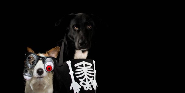 Vlag van twee honden gekleed met een Halloween kostuum Skull en rode Zombie bloeddoorlopen brillen. Geïsoleerd tegen de donkere achtergrond met kopie ruimte. - Foto, afbeelding