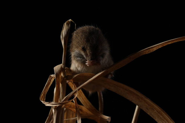 мышь, пойманная в естественной среде обитания
 - Фото, изображение
