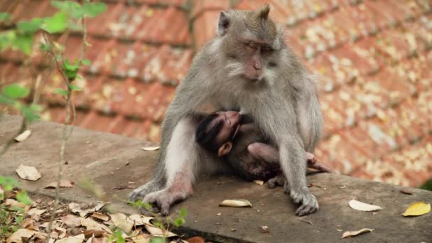 Monkeys in the forest in Bali. - Footage, Video