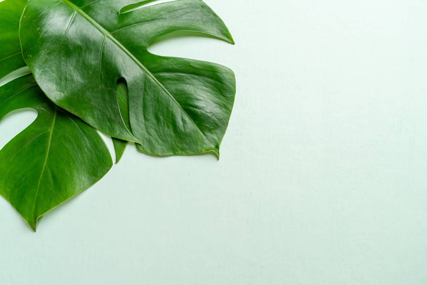 Monstera leave on color background with copy space - Photo, image