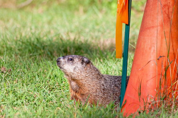 Groundhog - Photo, Image