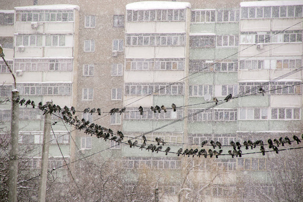 Skupina holubů sedící na drátech na pozadí temné zimní obloze husté sněžení a sněhem pokrytých vícepodlažní budovy, zima - Fotografie, Obrázek