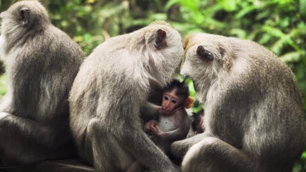 Affen im Wald auf Bali. - Filmmaterial, Video