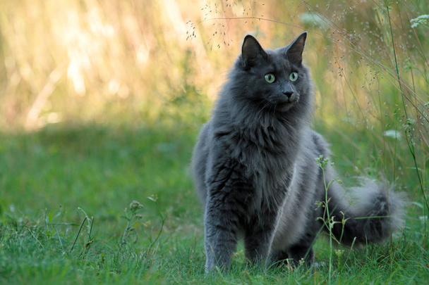 A blue norwegian forest cat standing outdoors in the evening with beautiful backlight - Photo, Image
