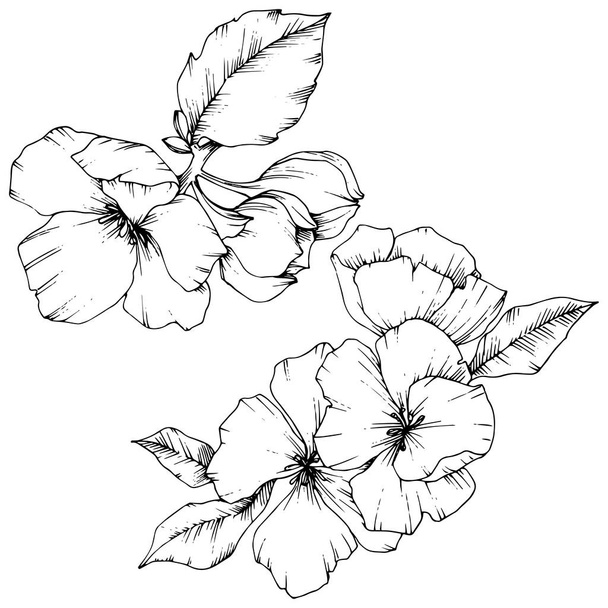 Vetor flor de maçã flor botânica floral. Tinta gravada a preto e branco. Isolado flores ilustração elemento
. - Vetor, Imagem
