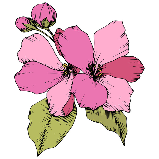 Vector Apple blossom floral botanical flower. Pink and green engraved ink art. Isolated flowers illustration element. - Vector, Image