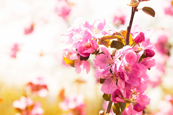 Kwitnienia jabłoni. Tło wiosna kwitnących kwiatów. Wzór w biało -różowe kwiaty. Natura piękne sceny z kwitnących drzew. Wiosenne kwiaty. Piękny ogród. Niewyraźne tło - Zdjęcie, obraz