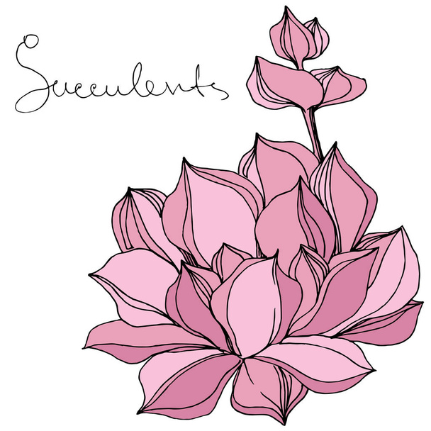 Vector succulente floral botanische bloem. Gegraveerde inkt art. Geïsoleerde vetplanten afbeelding element. - Vector, afbeelding