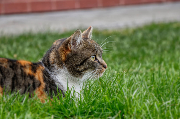 Wspaniałe, kolorowe kota domowego leżącego w ogrodzie i oglądania niektórych myszy lub ptaki do jedzenia. - Zdjęcie, obraz