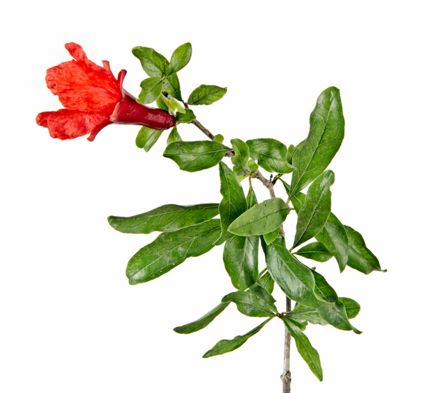 Pomegranate branch with flower - Φωτογραφία, εικόνα