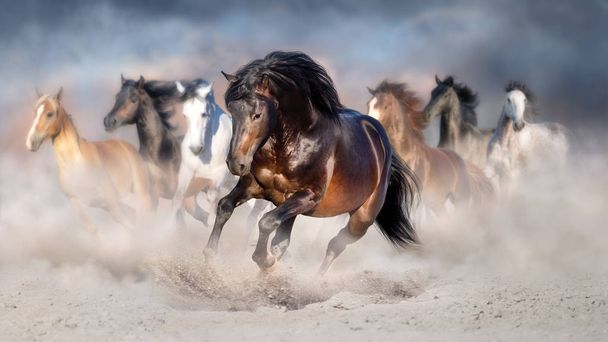 Pferdeherden galoppieren im Wüstenstaub vor dramatischem Himmel - Foto, Bild