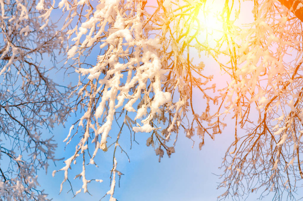 Winter natuur landschap in ijzig heldere ochtend. Besneeuwde bomen aan oever van ijs meer verbazingwekkend vallende sneeuw in zonlicht. Prachtig winters tafereel. Kalm januari. Rijm op takken in december. - Foto, afbeelding