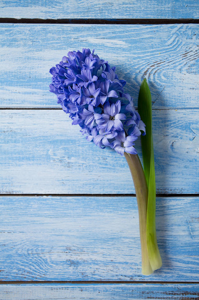 violette Hyazinthe auf blauer Holzoberfläche - Foto, Bild