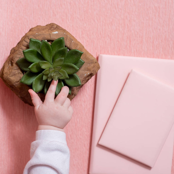 The hand of the little baby. A cute baby. Pink notebook, cactus succulent on a pink background. minimal style. mock-up valentine. Curious, naughty kid - 写真・画像