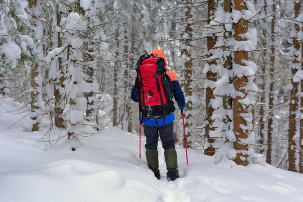 Toerist in het forest van de winter op de bergwand. - Foto, afbeelding