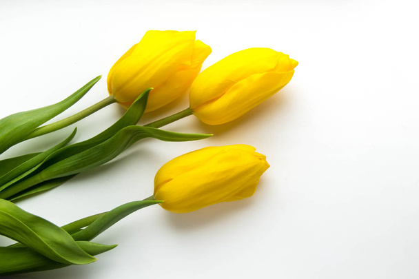 Spring background of yellow tulips on white with space for text - Photo, Image