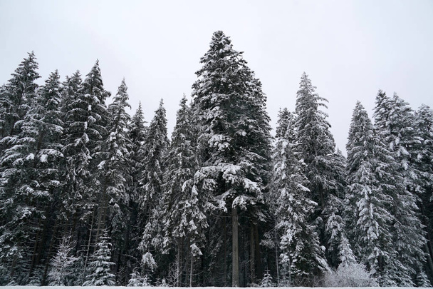 Lasu podczas śnieg w zimie - Zdjęcie, obraz