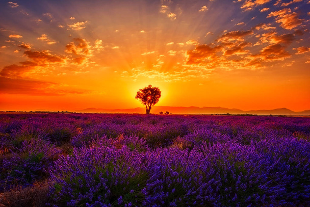 Laventeli kenttä yhden puun, hämmästyttävä maisema, auringonlasku hehkua tulinen väri pilvinen taivas, luonnollinen kesä matka-tausta, Provence, Ranska
 - Valokuva, kuva