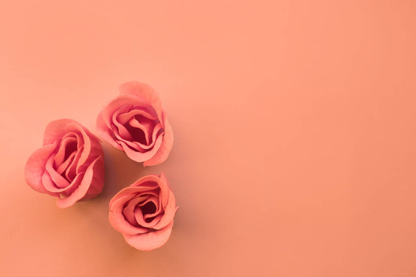 Three pink rose flowers on coral background with copy space - Foto, Imagem