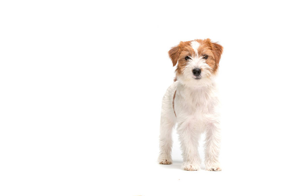 Jack Russell Terrier - 写真・画像