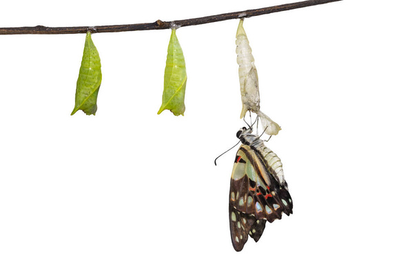 Emerse isolate Farfalla comune di ghiandaia (Graphium doson) con pupa e guscio appeso al ramoscello con percorso di ritaglio, sicuro, crescita, trasformazione
 - Foto, immagini