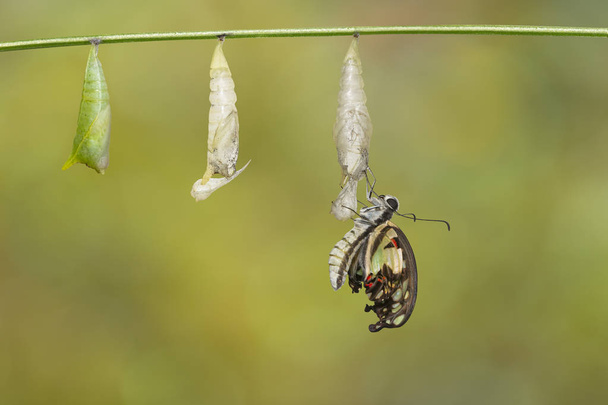 Farfalla di ghiandaia comune emersa (Graphium doson) con pupa e guscio appeso su sfondo verde ramoscello, sicuro, crescita, trasformazione
 - Foto, immagini