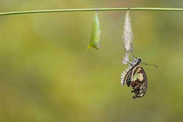 Farfalla di ghiandaia comune emersa (Graphium doson) con pupa e guscio appeso su sfondo verde ramoscello, sicuro, crescita, trasformazione
 - Foto, immagini