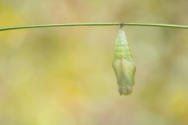 Chrysalis of Common jay butterfly ( Graphium doson) on twig and green background , secure , growth , transformation - Photo, Image