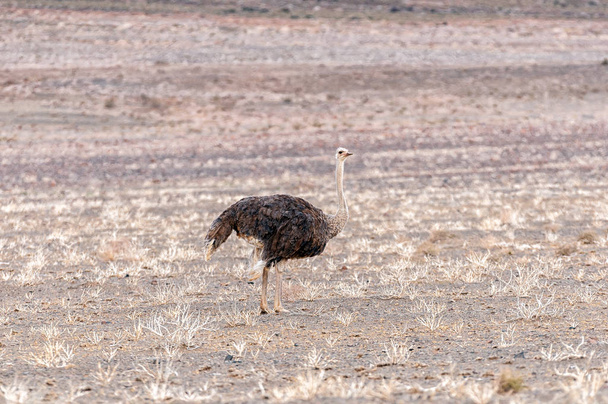Um avestruz macho, Struthio camelus, no Karoo Tankwa, na província do Cabo Norte da África do Sul - Foto, Imagem