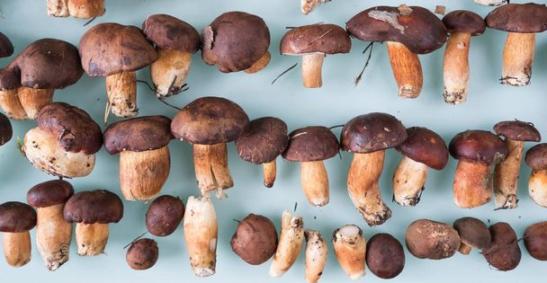 Fresh mixed forest mushrooms on the blue background, top view - Photo, Image