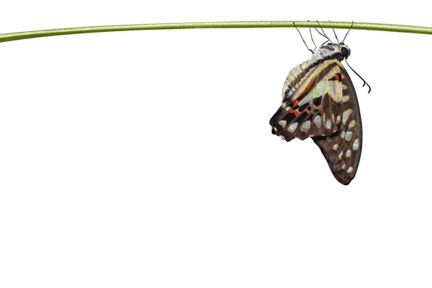Elszigetelt alakult ki közös jay pillangó (Graphium. Antigonosz makedón király) lóg a vágógörbe, gally, növekedés biztosítása, átalakítás - Fotó, kép