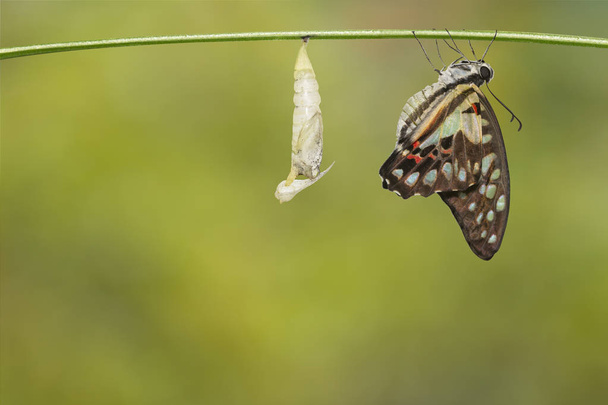 Ontstaan van gemeenschappelijke jay vlinder (Graphium doson) met Verpopping en shell opknoping op takje veilige, groei, transformatie - Foto, afbeelding