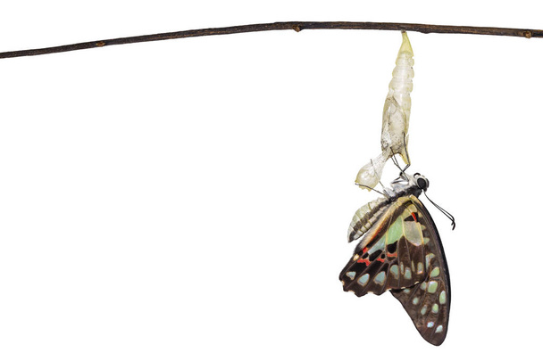 Isolated emerged Common jay butterfly ( Graphium doson)  with pupa and shell hanging on twig with clipping path, secure , growth , transformation - Photo, Image