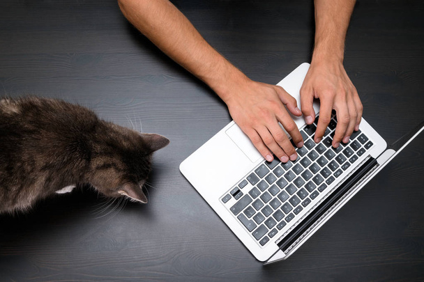 Hombre que trabaja en la oficina para mascotas con gato mediante el uso de una computadora portátil en la mesa de madera vintage. Manos escribiendo en un teclado. Vista superior, lugar de trabajo de oficina de negocios que acepta mascotas
 - Foto, imagen
