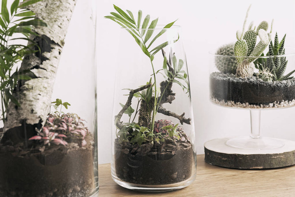 Modern and unique DIY glass jar terrarium concept of natural garden with green plant inside. - Foto, afbeelding