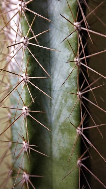 Macro image of green cactus with long needles - Fotografie, Obrázek