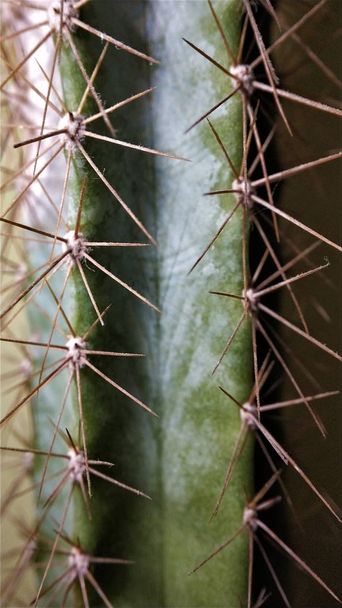 Macro image of green cactus with long needles - Photo, Image