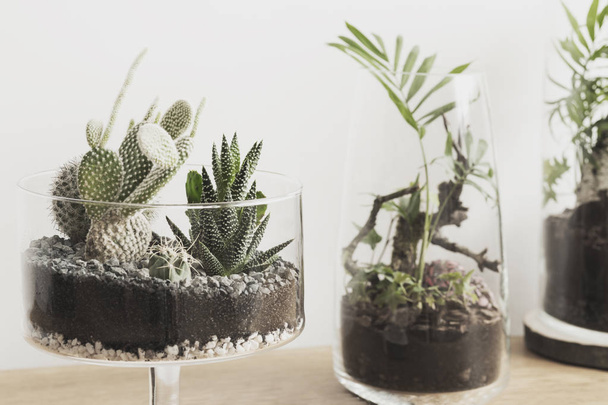 Modern and unique DIY glass jar terrarium concept of natural garden with green plant inside. - Foto, imagen