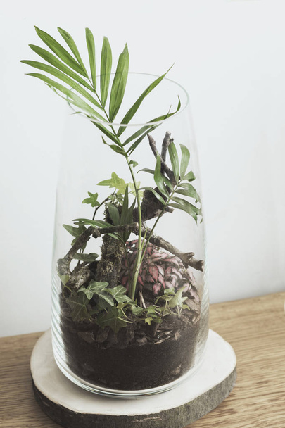 Close view of houseplant in glass pot on wooden table - 写真・画像